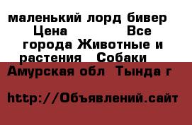 маленький лорд бивер › Цена ­ 10 000 - Все города Животные и растения » Собаки   . Амурская обл.,Тында г.